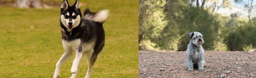 Schnoodle vs Alaskan Klee Kai - Breed Comparison