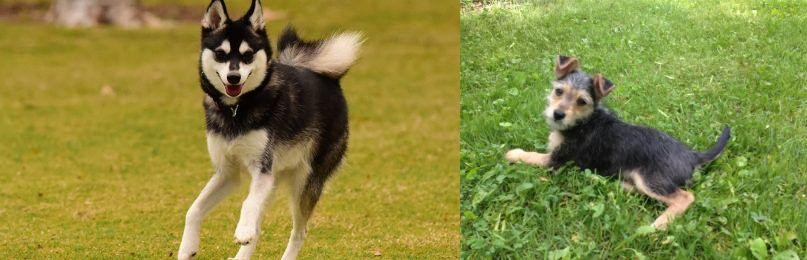 Schnorkie vs Alaskan Klee Kai - Breed Comparison