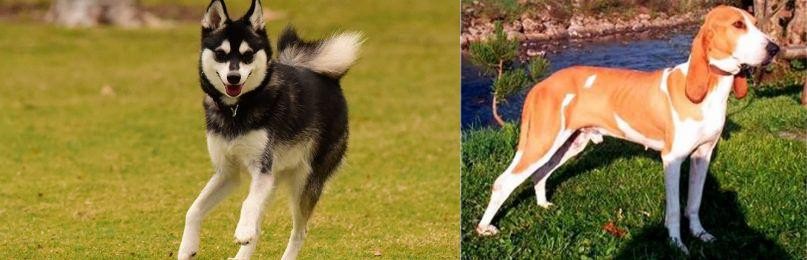 Schweizer Laufhund vs Alaskan Klee Kai - Breed Comparison
