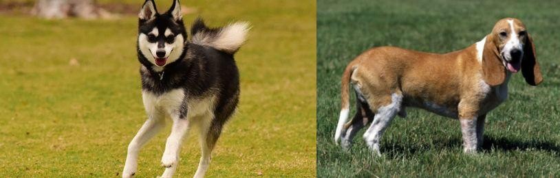 Schweizer Niederlaufhund vs Alaskan Klee Kai - Breed Comparison