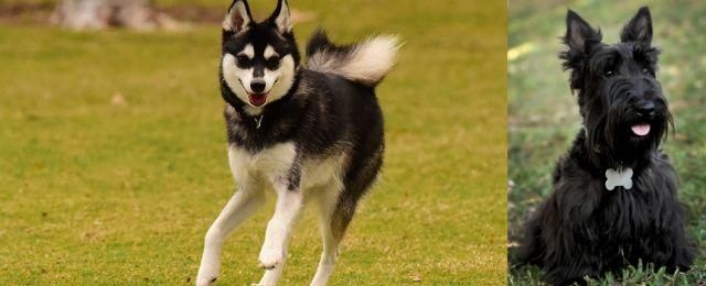 Scoland Terrier vs Alaskan Klee Kai - Breed Comparison
