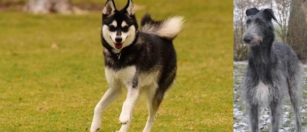 Scottish Deerhound vs Alaskan Klee Kai - Breed Comparison