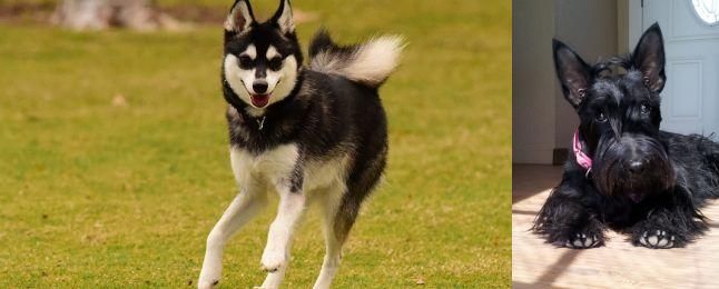 Scottish Terrier vs Alaskan Klee Kai - Breed Comparison