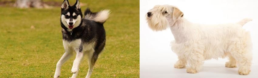 Sealyham Terrier vs Alaskan Klee Kai - Breed Comparison
