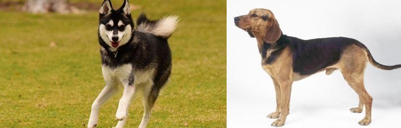Serbian Hound vs Alaskan Klee Kai - Breed Comparison