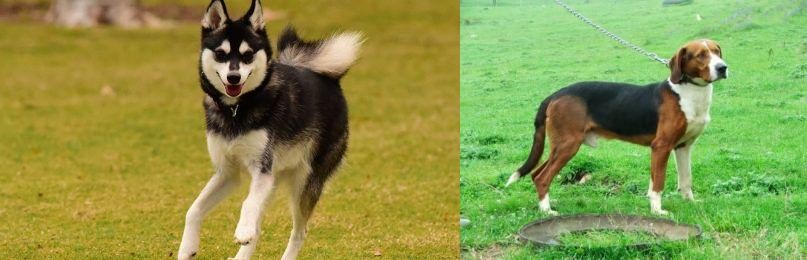 Serbian Tricolour Hound vs Alaskan Klee Kai - Breed Comparison