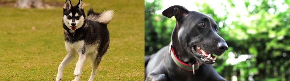 Shepard Labrador vs Alaskan Klee Kai - Breed Comparison