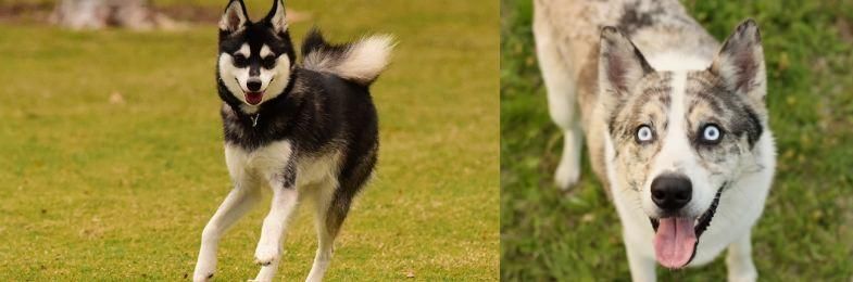 Shepherd Husky vs Alaskan Klee Kai - Breed Comparison