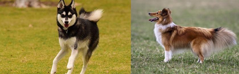 Shetland Sheepdog vs Alaskan Klee Kai - Breed Comparison