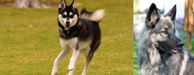 Shiloh Shepherd vs Alaskan Klee Kai - Breed Comparison