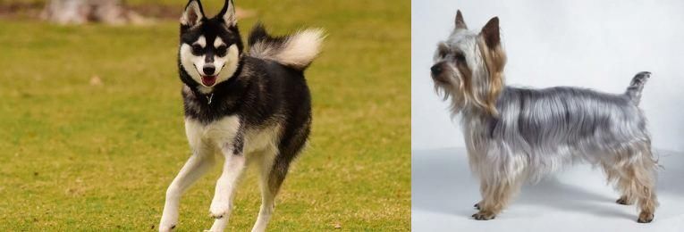Silky Terrier vs Alaskan Klee Kai - Breed Comparison
