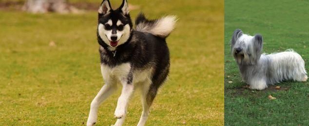 Skye Terrier vs Alaskan Klee Kai - Breed Comparison
