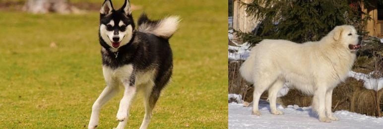 Slovak Cuvac vs Alaskan Klee Kai - Breed Comparison