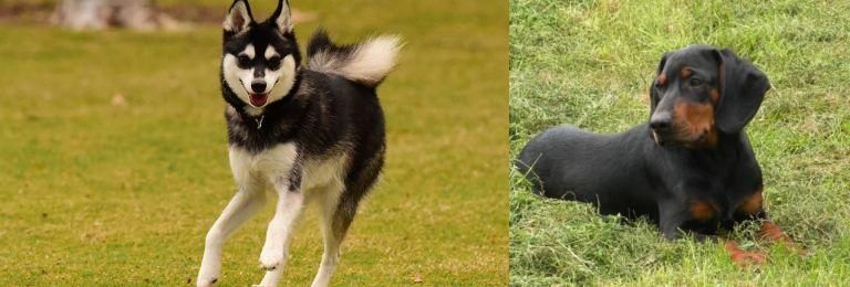Slovakian Hound vs Alaskan Klee Kai - Breed Comparison