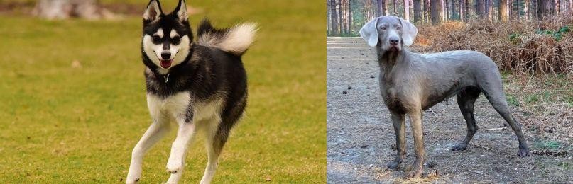 Slovensky Hrubosrsty Stavac vs Alaskan Klee Kai - Breed Comparison