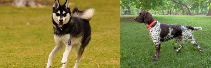 Small Munsterlander vs Alaskan Klee Kai - Breed Comparison