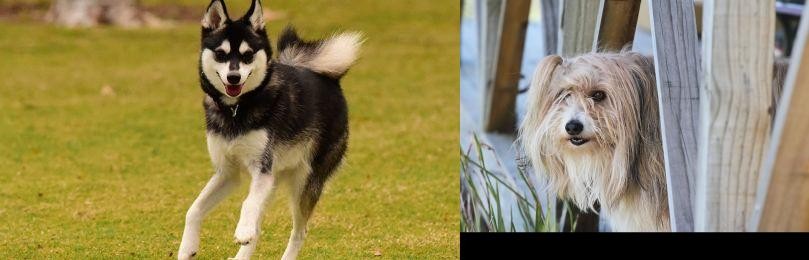 Smithfield vs Alaskan Klee Kai - Breed Comparison