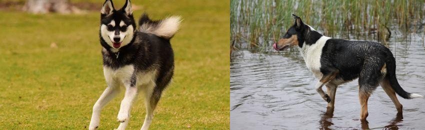 Smooth Collie vs Alaskan Klee Kai - Breed Comparison