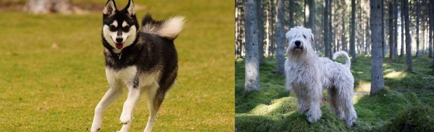 Soft-Coated Wheaten Terrier vs Alaskan Klee Kai - Breed Comparison