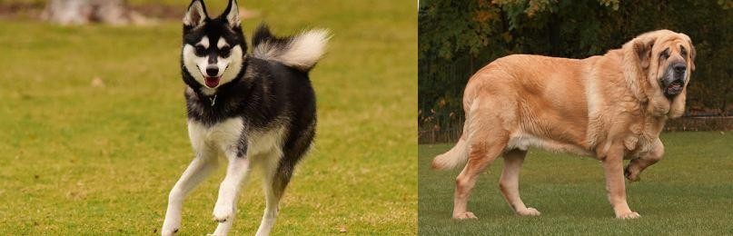 Spanish Mastiff vs Alaskan Klee Kai - Breed Comparison