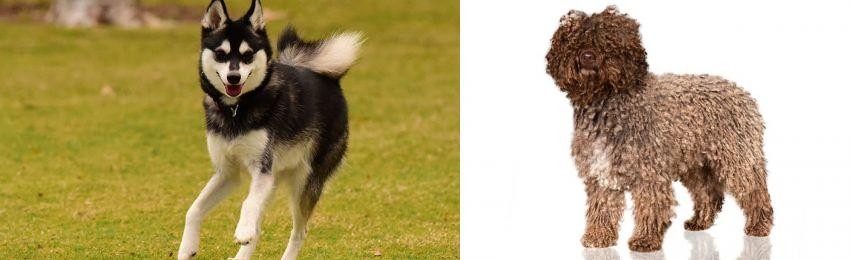 Spanish Water Dog vs Alaskan Klee Kai - Breed Comparison