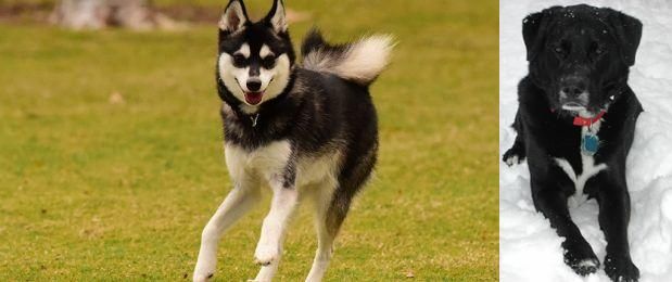 St. John's Water Dog vs Alaskan Klee Kai - Breed Comparison