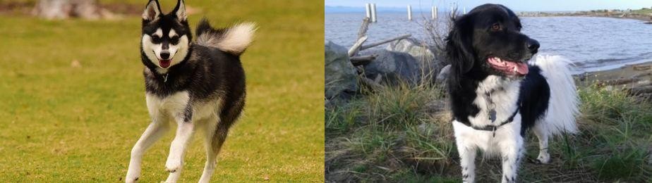 Stabyhoun vs Alaskan Klee Kai - Breed Comparison