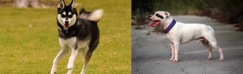 Staffordshire Bull Terrier vs Alaskan Klee Kai - Breed Comparison