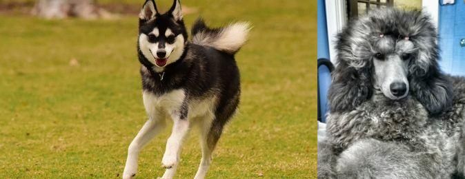 Standard Poodle vs Alaskan Klee Kai - Breed Comparison