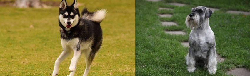 Standard Schnauzer vs Alaskan Klee Kai - Breed Comparison