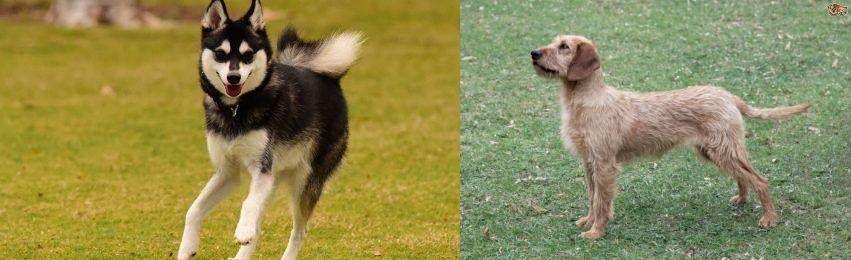 Styrian Coarse Haired Hound vs Alaskan Klee Kai - Breed Comparison