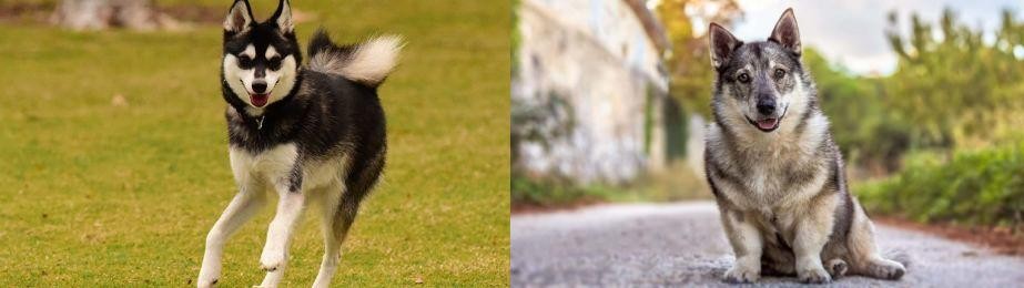 Swedish Vallhund vs Alaskan Klee Kai - Breed Comparison