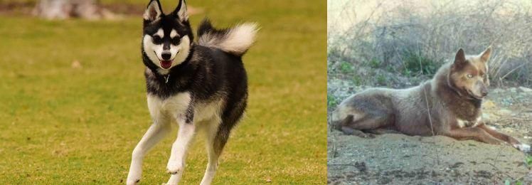 Tahltan Bear Dog vs Alaskan Klee Kai - Breed Comparison