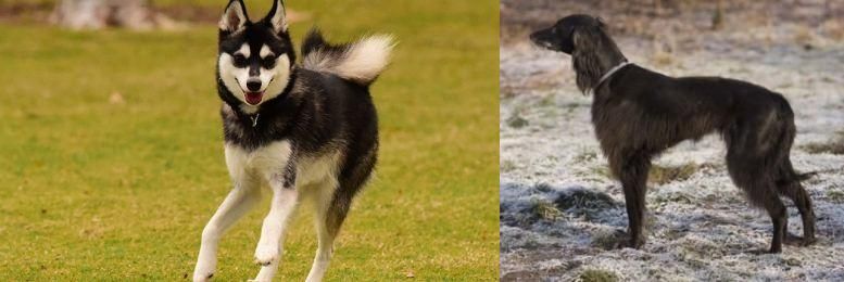 Taigan vs Alaskan Klee Kai - Breed Comparison