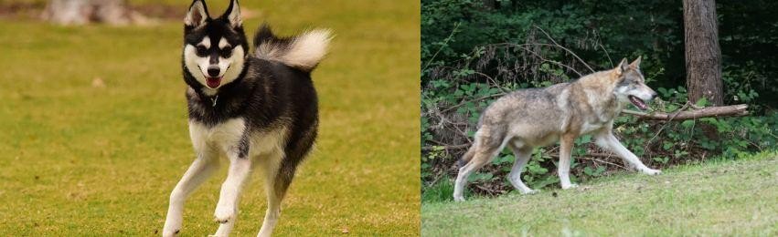 Tamaskan vs Alaskan Klee Kai - Breed Comparison