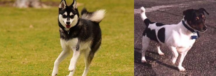 Teddy Roosevelt Terrier vs Alaskan Klee Kai - Breed Comparison