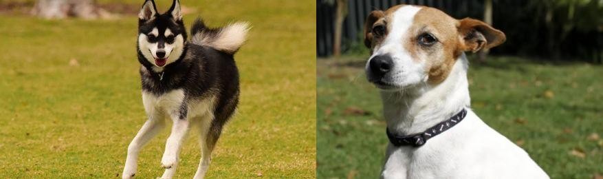 Tenterfield Terrier vs Alaskan Klee Kai - Breed Comparison