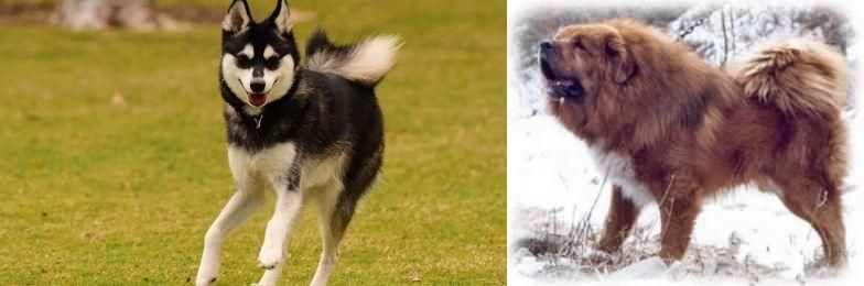 Tibetan Kyi Apso vs Alaskan Klee Kai - Breed Comparison