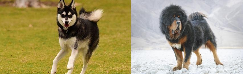 Tibetan Mastiff vs Alaskan Klee Kai - Breed Comparison
