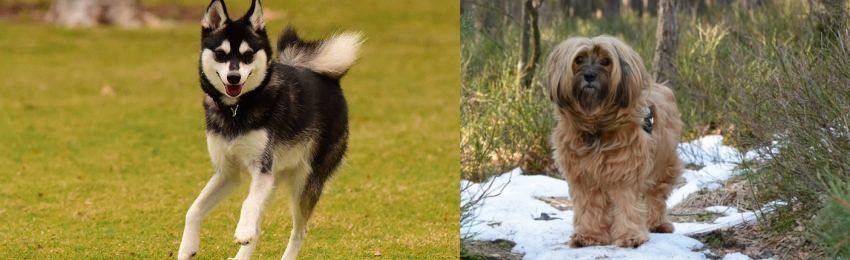 Tibetan Terrier vs Alaskan Klee Kai - Breed Comparison