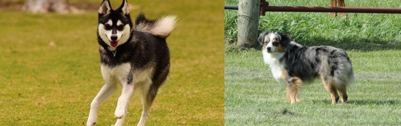 Toy Australian Shepherd vs Alaskan Klee Kai - Breed Comparison