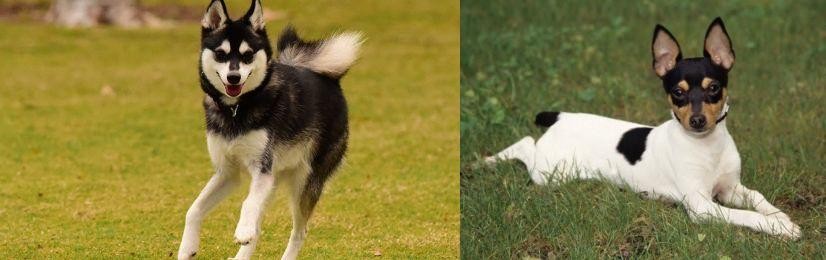 Toy Fox Terrier vs Alaskan Klee Kai - Breed Comparison