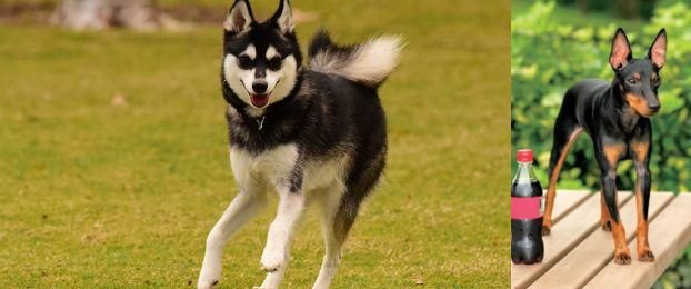 Toy Manchester Terrier vs Alaskan Klee Kai - Breed Comparison