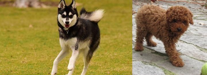 Toy Poodle vs Alaskan Klee Kai - Breed Comparison