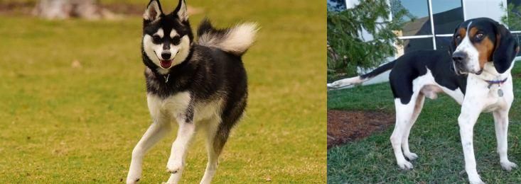 Treeing Walker Coonhound vs Alaskan Klee Kai - Breed Comparison