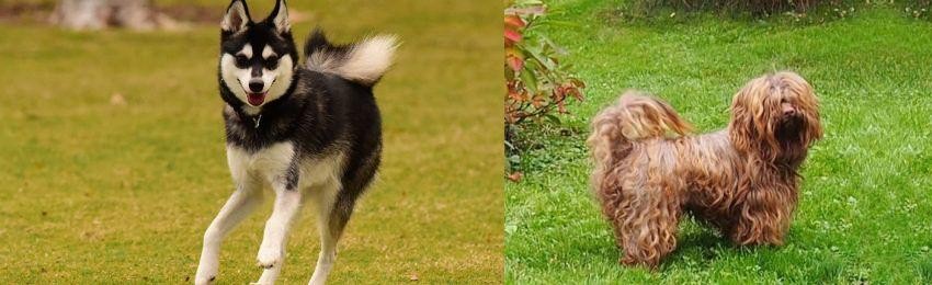 Tsvetnaya Bolonka vs Alaskan Klee Kai - Breed Comparison