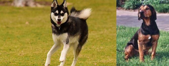 Tyrolean Hound vs Alaskan Klee Kai - Breed Comparison