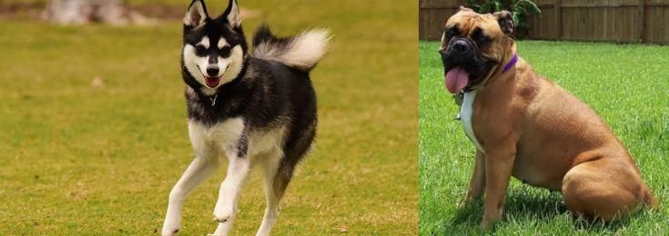 Valley Bulldog vs Alaskan Klee Kai - Breed Comparison
