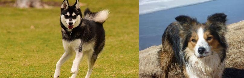 Welsh Sheepdog vs Alaskan Klee Kai - Breed Comparison