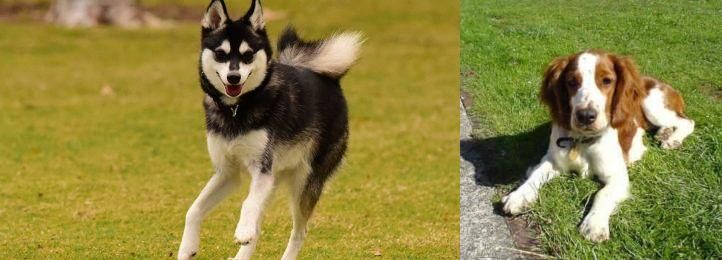 Welsh Springer Spaniel vs Alaskan Klee Kai - Breed Comparison